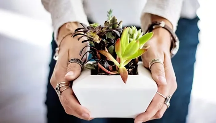 Eco-Friendly Dhanteras: How Plant Shopping Is Becoming the New Trend